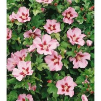 Гибискус сирийский Матильда (Hibiscus syriacus Mathilde)